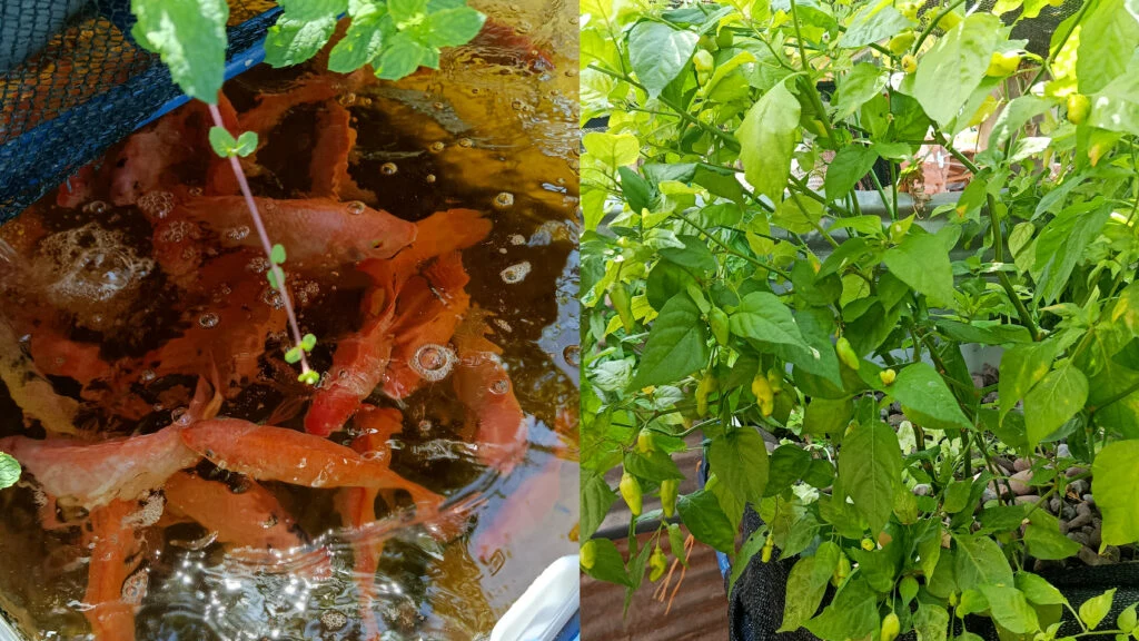 En Semana Santa, familias de La Jagua del Pilar producen pescado desde casa y fortalecen su seguridad alimentaria con acuaponía (La Guajira). Imagen 2.