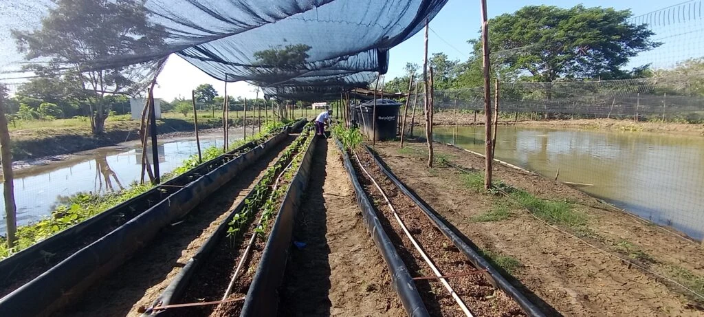 Revolución ACUAPÓNICA: AUNAP impulsa proyecto piloto sostenible para las comunidades afrocolombianas en Repelón (Atlántico). Imagen 1.