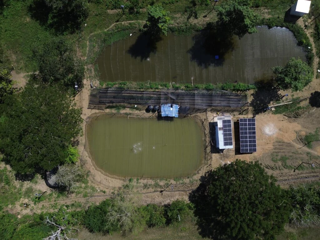 Revolución ACUAPÓNICA: AUNAP impulsa proyecto piloto sostenible para las comunidades afrocolombianas en Repelón (Atlántico). Imagen 2.