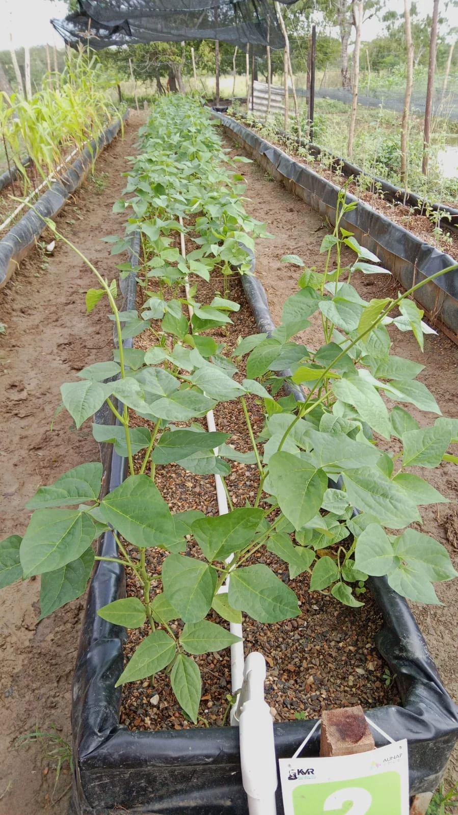 Revolución ACUAPÓNICA: AUNAP impulsa proyecto piloto sostenible para las comunidades afrocolombianas en Repelón (Atlántico). Imagen 4.