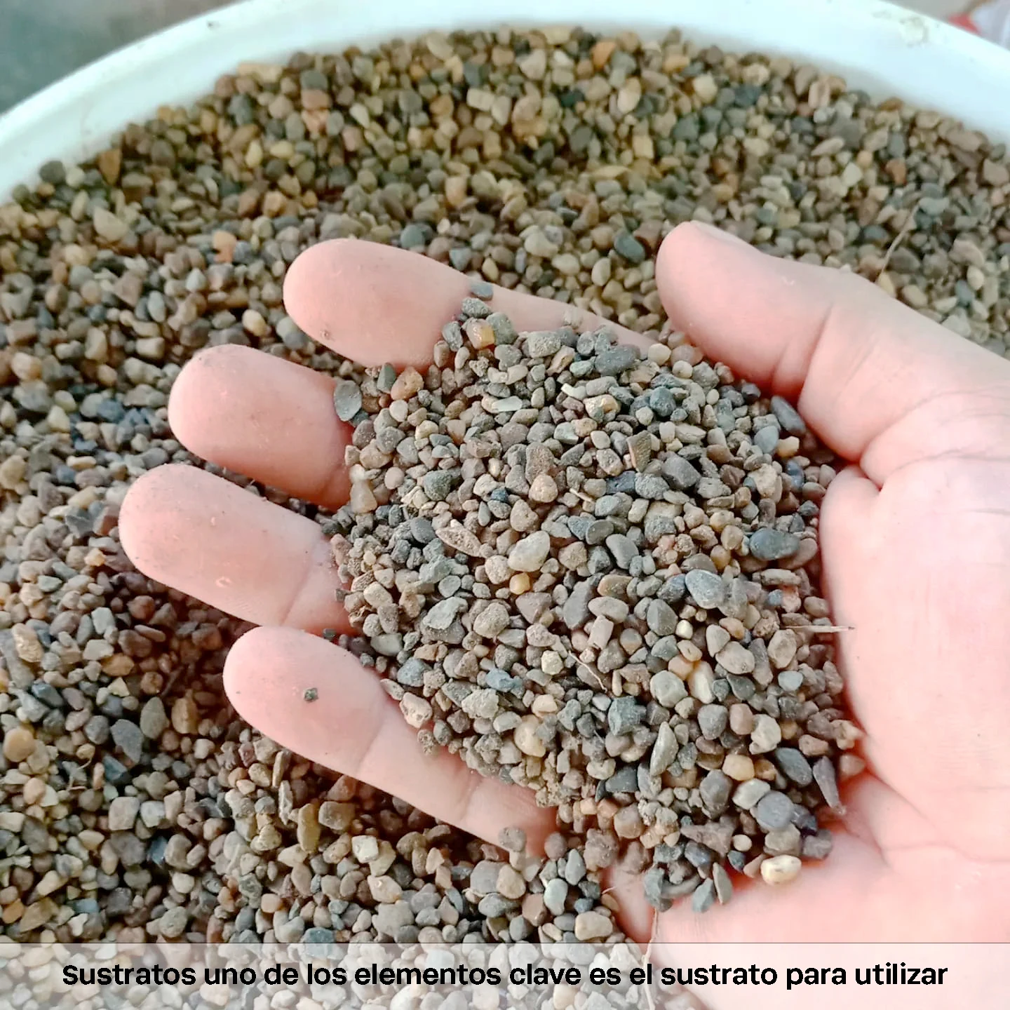 Primer sistema Acuapónico acoplado a una producción Piscícola en geomembrana. (Avance 1). Imagen 3.