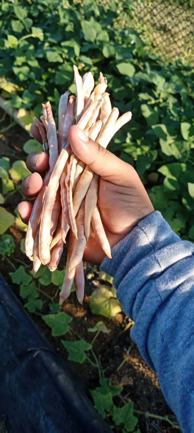 Agroacuicultura Recargada. Imagen 4.