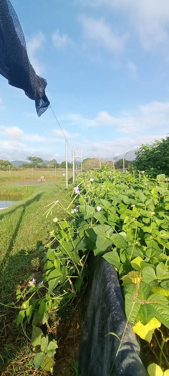 Agroacuicultura Recargada. Imagen 5.