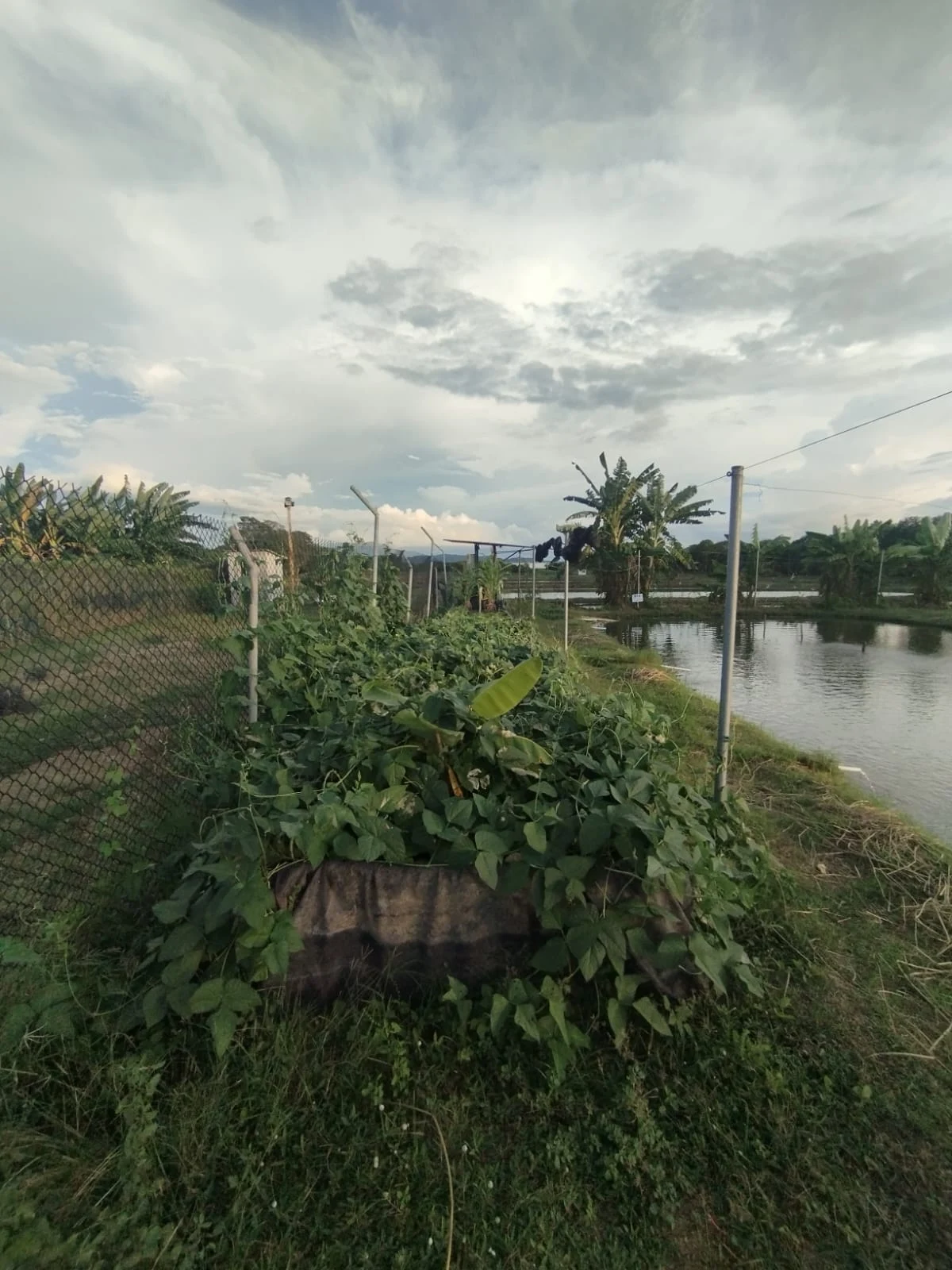 Agroacuicultura Recargada. Imagen 6.