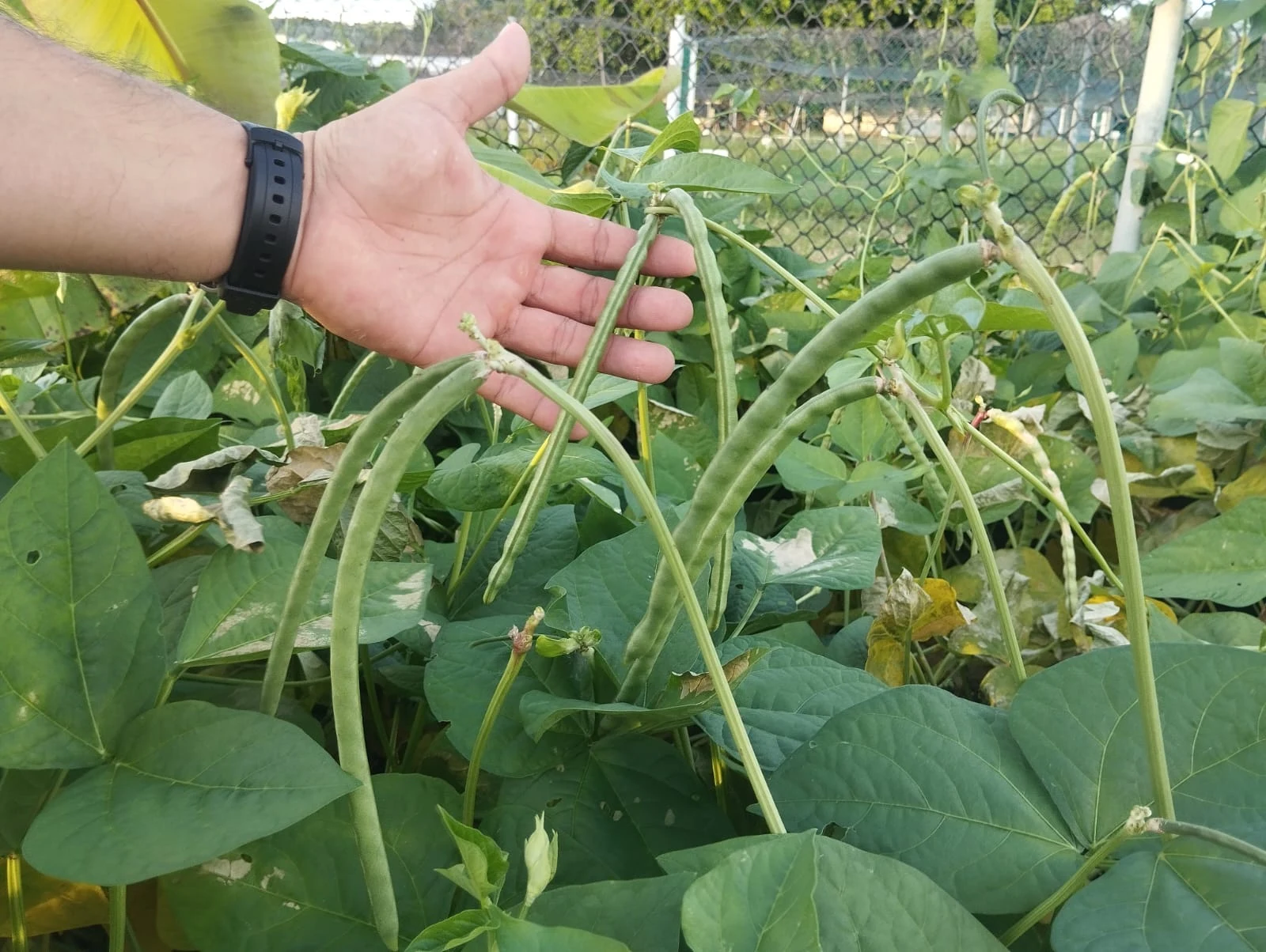 Agroacuicultura Recargada. Imagen 8.