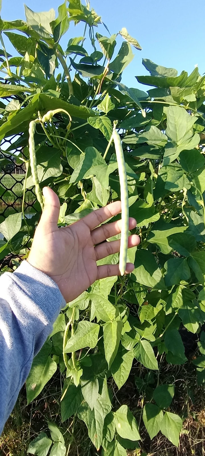 Agroacuicultura Recargada. Imagen 10.