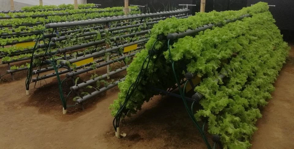 Producción de hortalizas en los canales del sistema acuapónico del proyecto Aquacol.