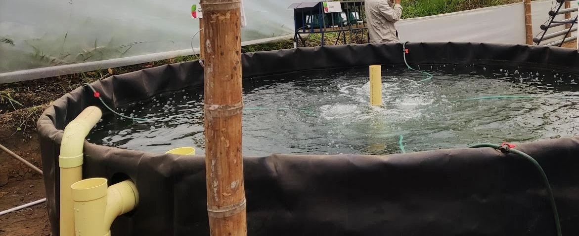 Tanque de peces con aireación integrado al sistema acuapónico del proyecto Aquacol.