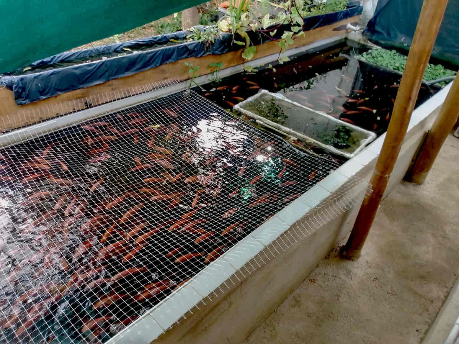 Sistema Acuapónico Producción Intensiva, Santa Verónica - Atlántico, 2021. Fotografía 2.